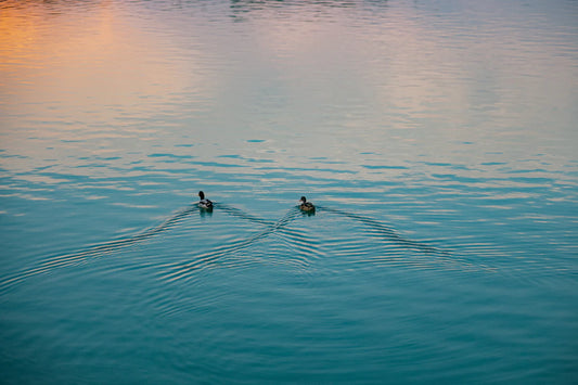 The Role of Outdoor Fountains in Wildlife Conservation