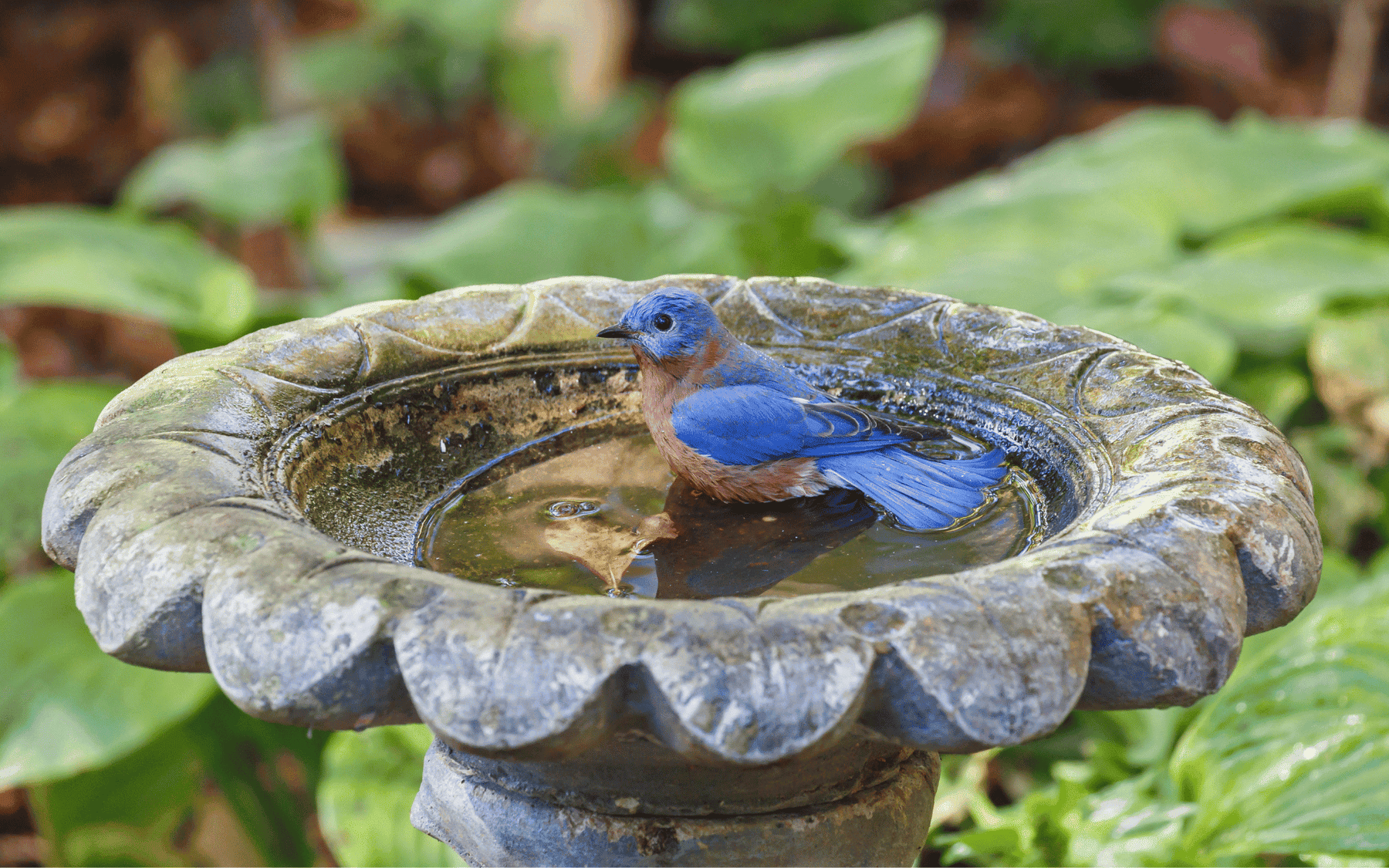 How Fountains Can Attract Wildlife to Your Garden