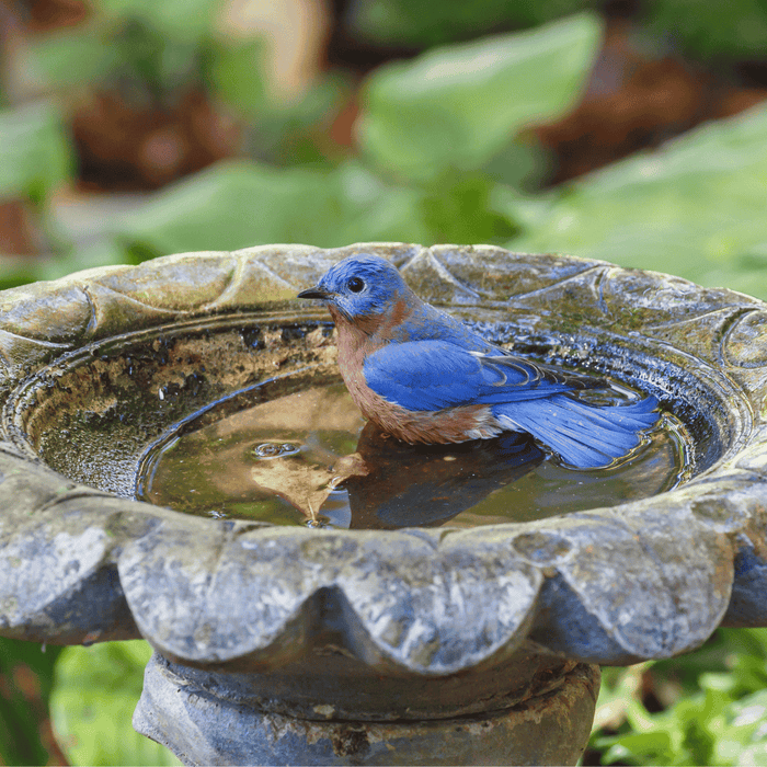 How Fountains Can Attract Wildlife to Your Garden