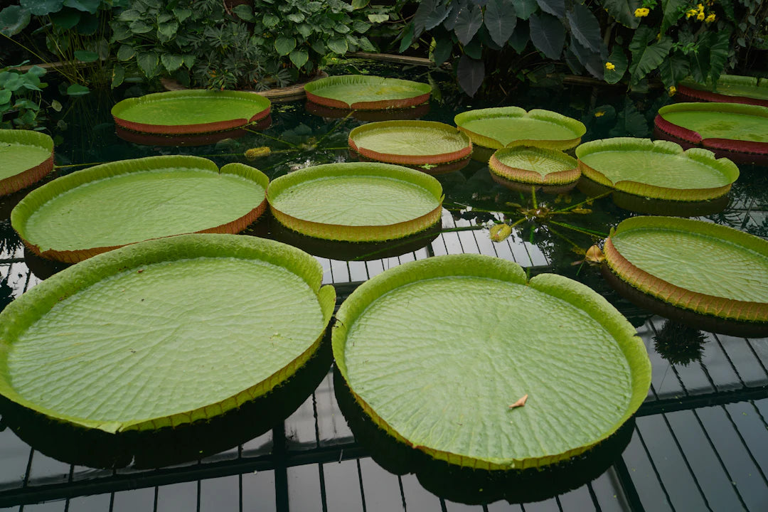 Elegant Solar Birdbaths for Eco-Friendly Outdoor Spaces