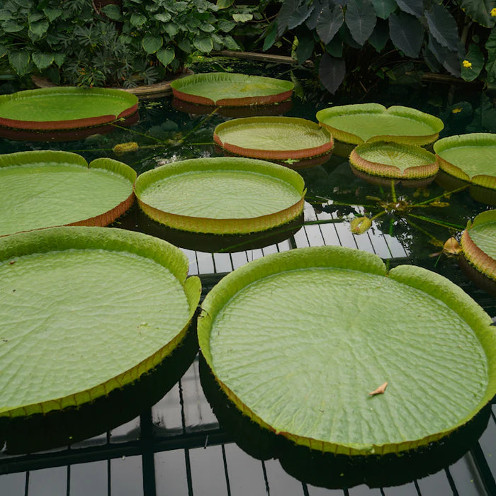Elegant Solar Birdbaths for Eco-Friendly Outdoor Spaces