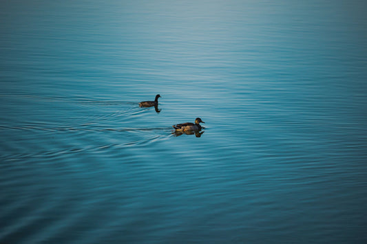The Science of Sound How Water Changes Your Outdoor Environment