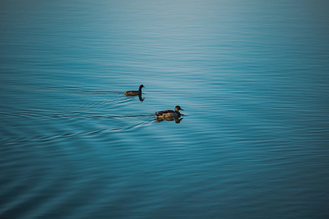 The Science of Sound How Water Changes Your Outdoor Environment