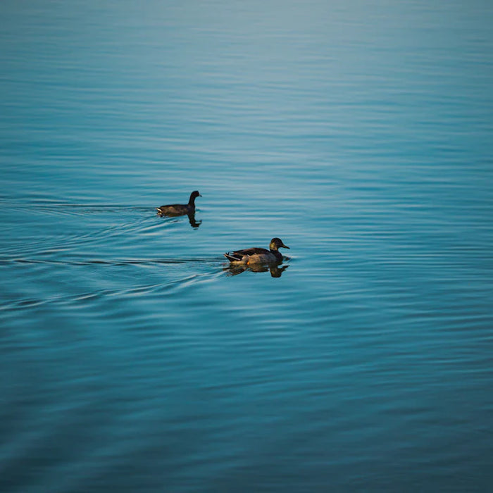 The Science of Sound How Water Changes Your Outdoor Environment