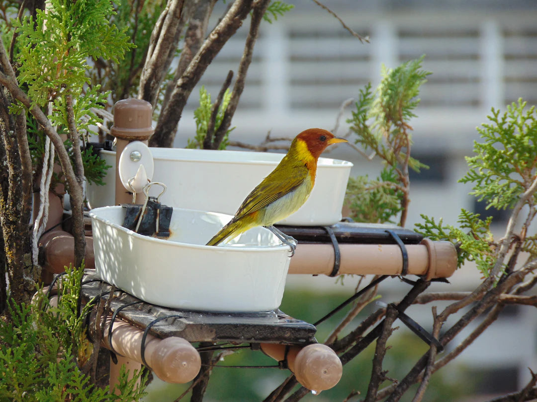 Charming Metal Bird Baths to Enhance Your Outdoor Space