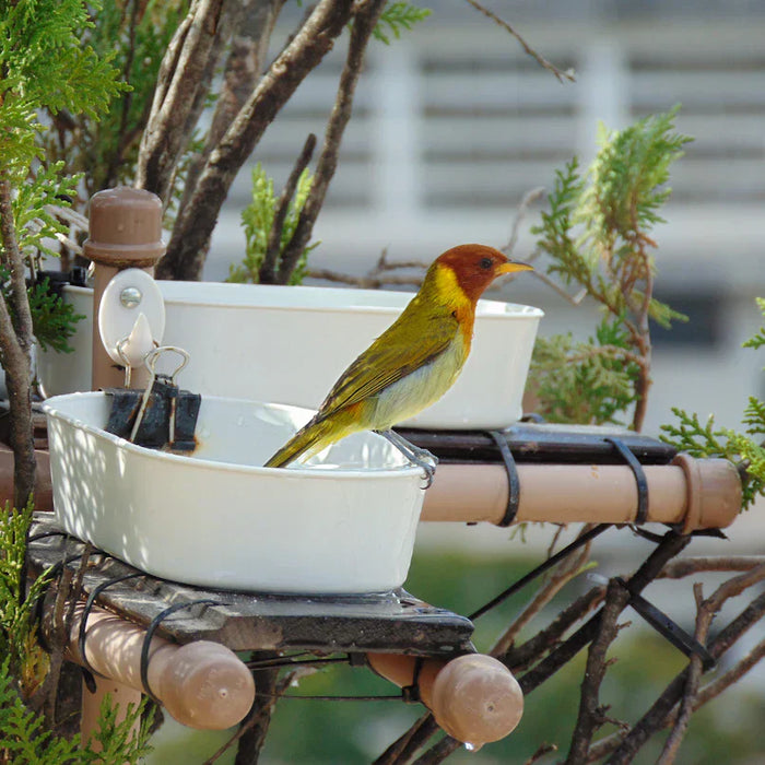 Charming Metal Bird Baths to Enhance Your Outdoor Space