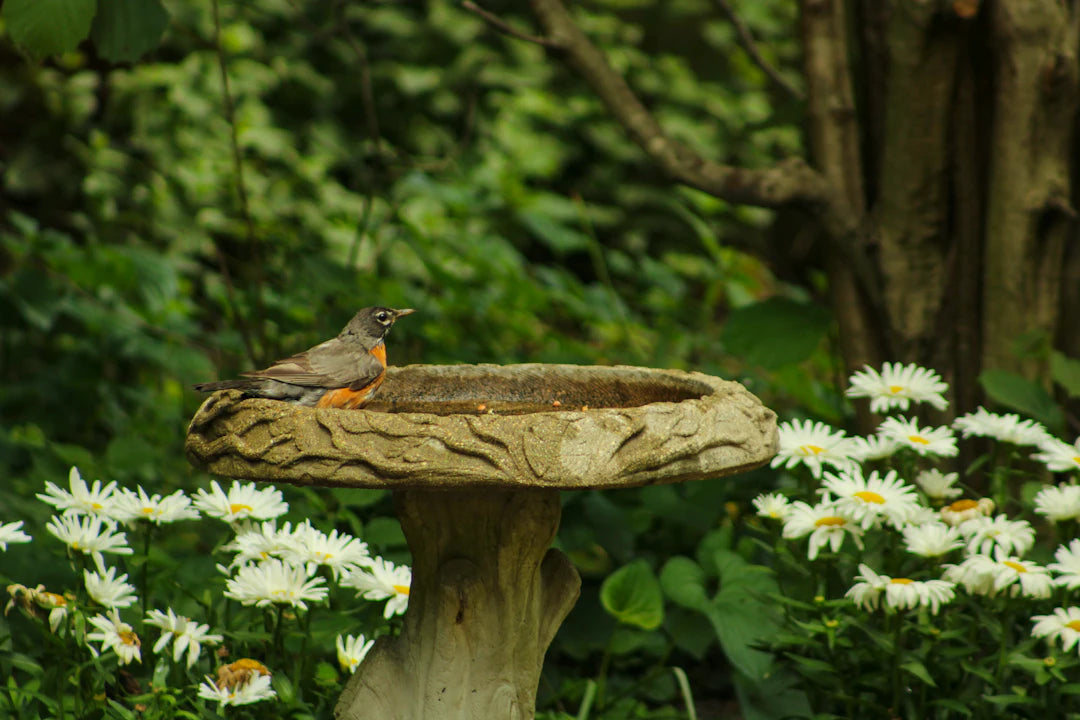 Charming Ceramic Bird Baths to Enhance Your Outdoors