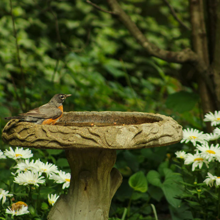 Charming Ceramic Bird Baths to Enhance Your Outdoors