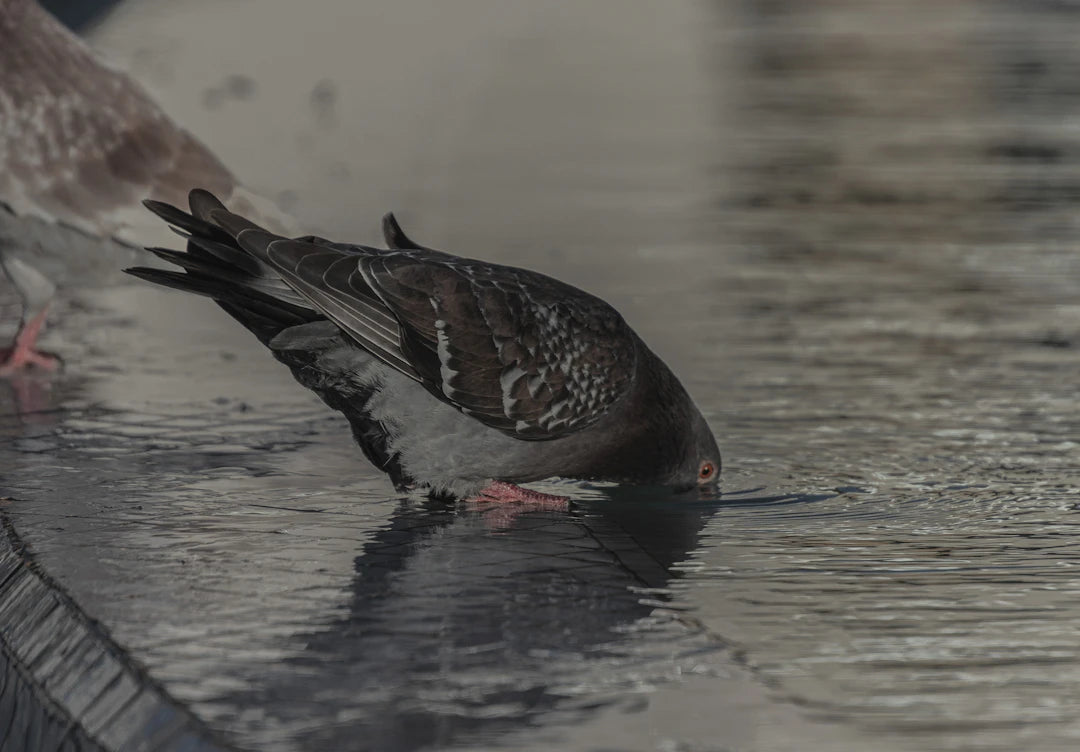 Elegant Bird Bath Fountains to Enrich Your Garden Wildlife