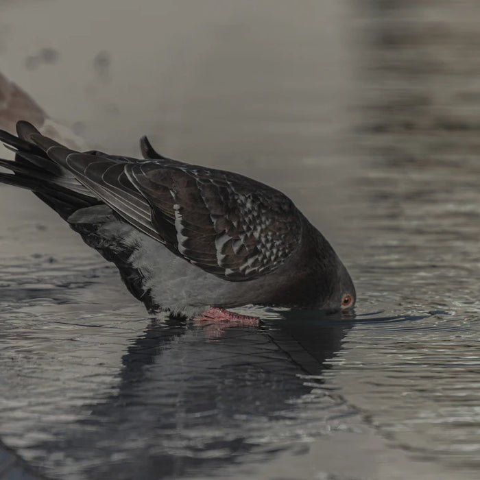Elegant Bird Bath Fountains to Enrich Your Garden Wildlife
