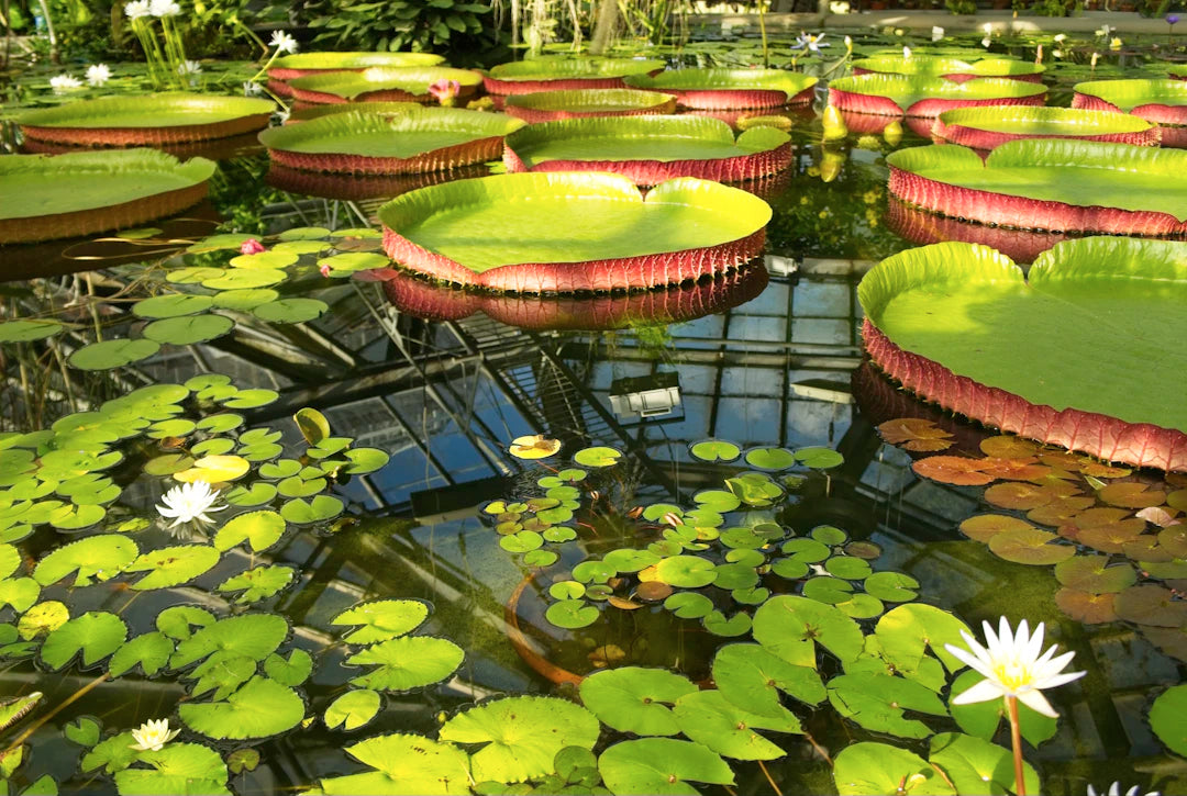 Create Effortless Water Gardens with Innovative Pond Kits