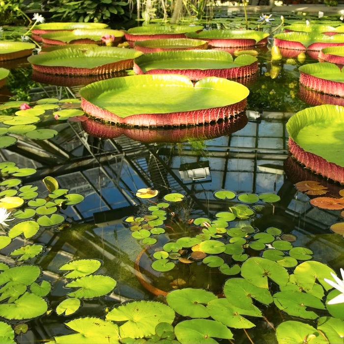 Create Effortless Water Gardens with Innovative Pond Kits