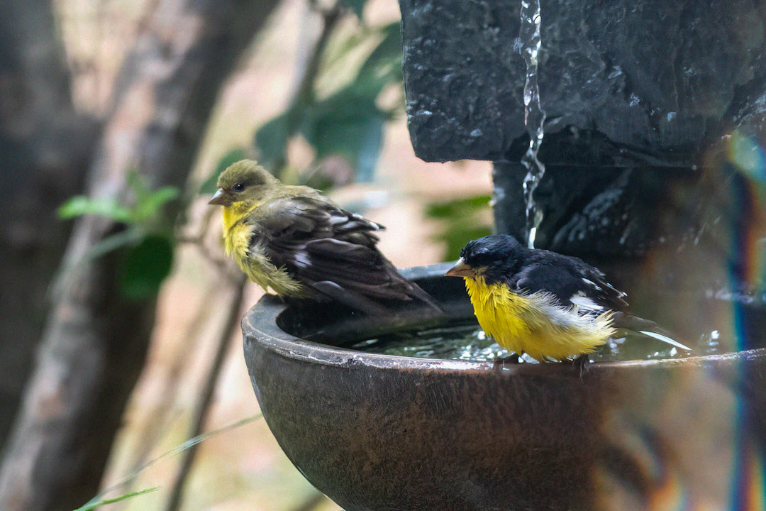 Eco-Friendly Solar Bird Baths for Vibrant Gardens