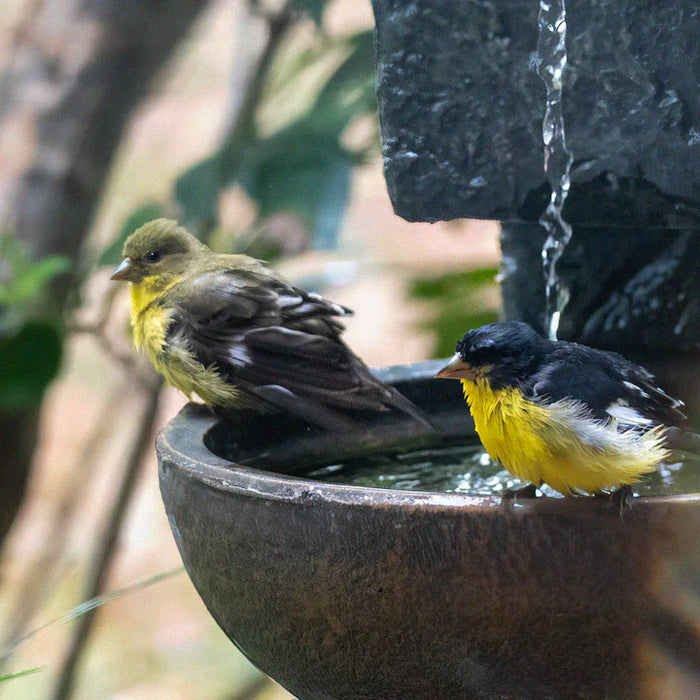 Elegant Bird Baths and Fountains for Wildlife Attraction