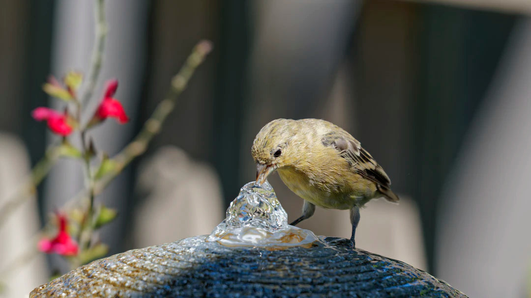 Eco-Friendly Solar Powered Bird Bath Fountains for Gardens