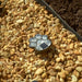 Smart Solar Paw Print Solar Accent Lights - Set of 6 3341WMM6